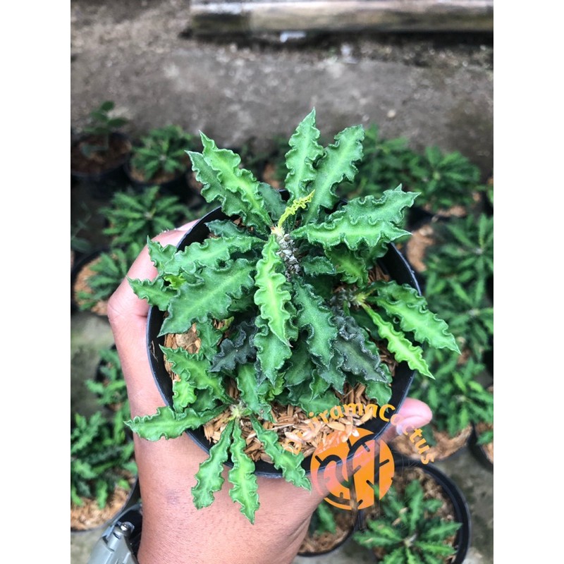 Kaktus Dan Sekulen / Euphorbia Decaryi