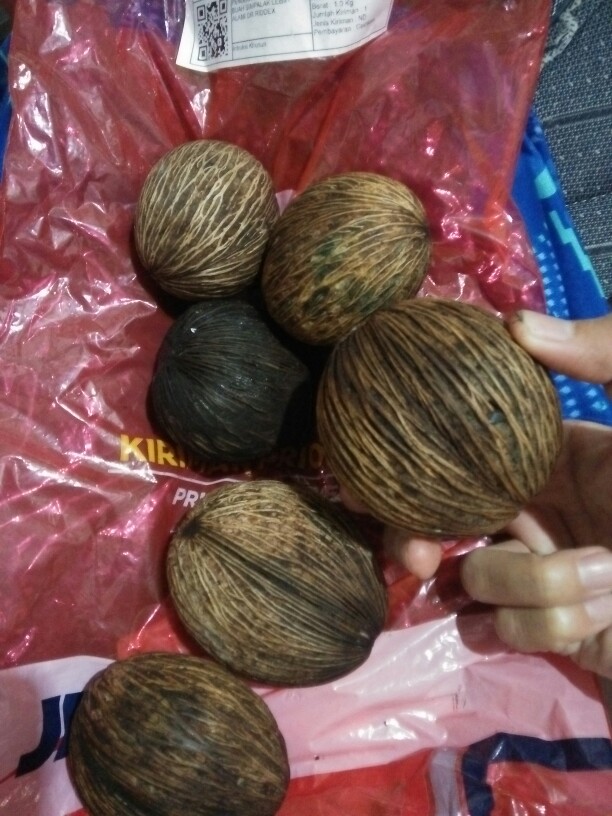 Free Ongkir Pengusir Tikus Alami Buah Simpalak Lebih Alami Dr Riddex Diskon Murah