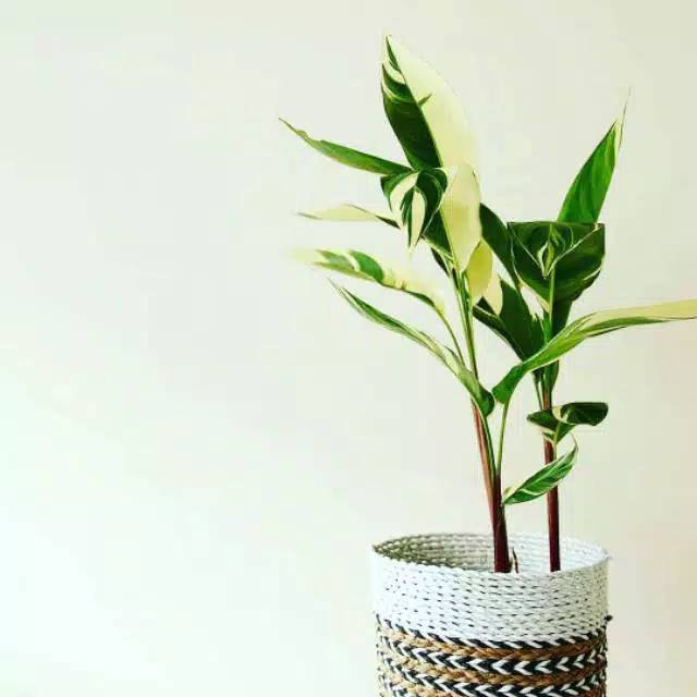 Tanaman hias heliconia varigata / pisang hias / tanaman pisang varigata / pisang pisangan