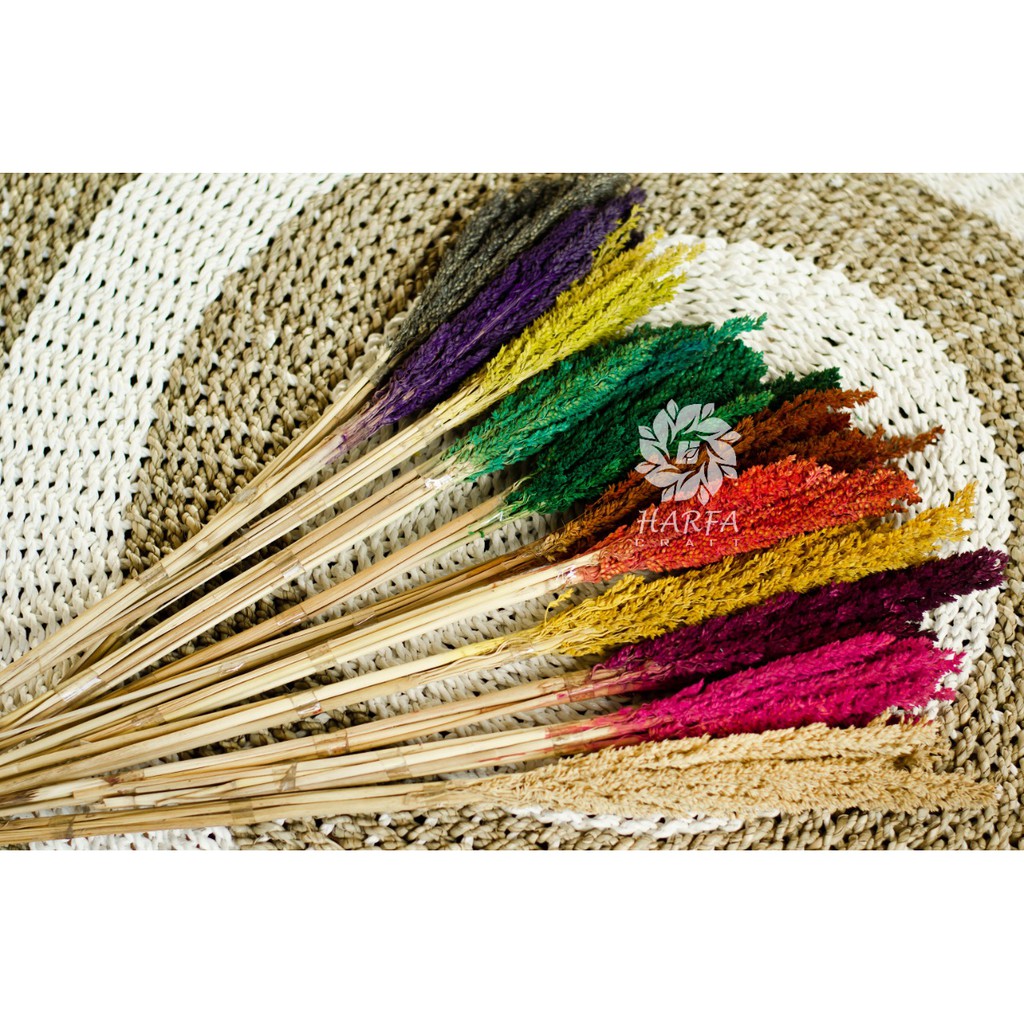 BUNGA KERING CANTEL WARNA