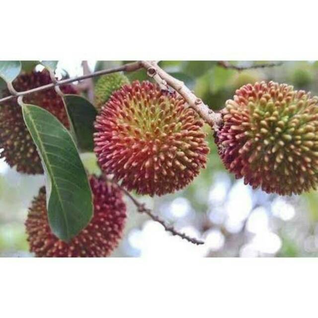 Bibit Rambutan Rapiah/Tanaman Rambutan Rapiah