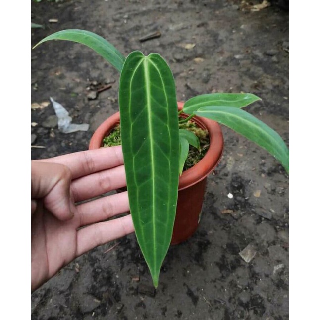 anthurium warocqueanum lidah gajah