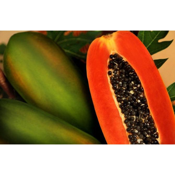 Best Promo Benih-Bibit Pepaya Bangkok Red Lady F1 (Known You Seed)