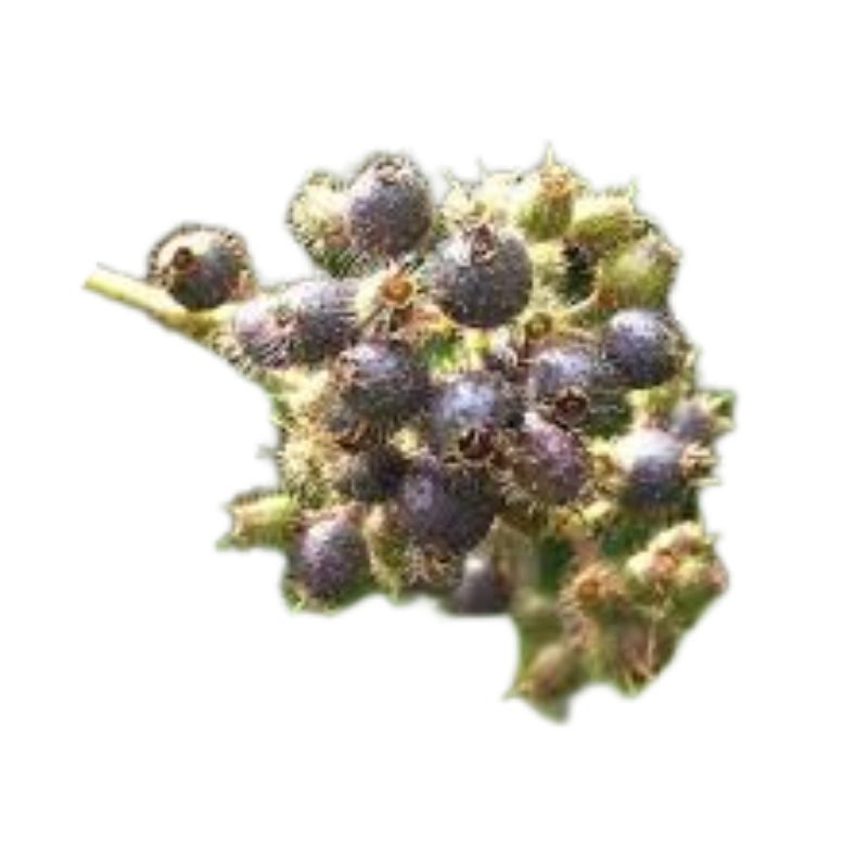 

100gr Buah Senggani Bulu fresh
