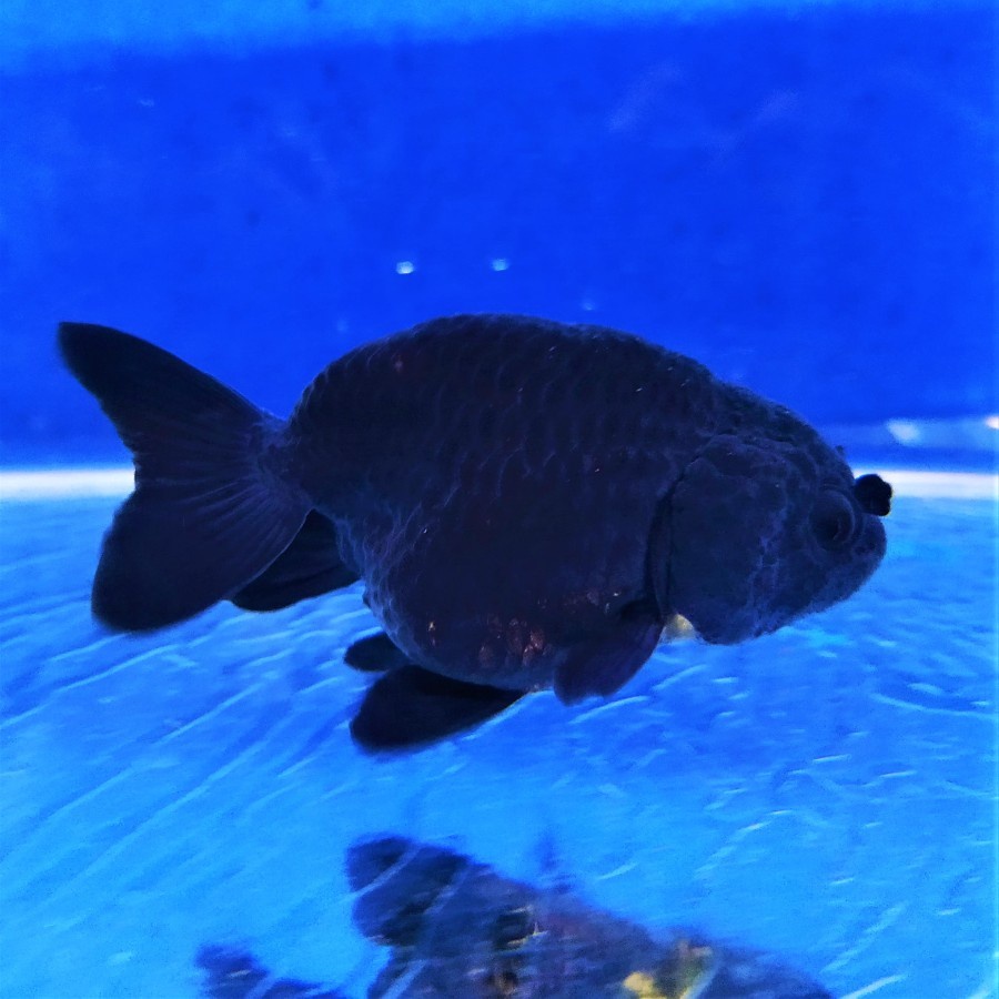 Ikan Mas Koki Ikan Hias Black Ranchu CHERIBON ID - 8-11 cm
