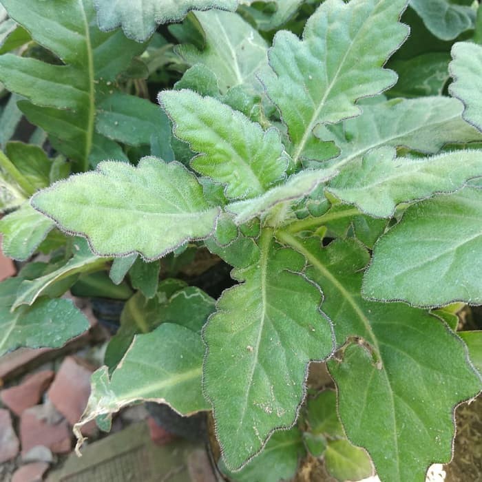 [BERGARANSI] Daun dewa segar