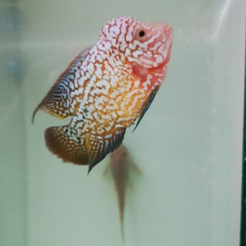 ikan louhan kamfa f3 ukuran 3-4 cm murah