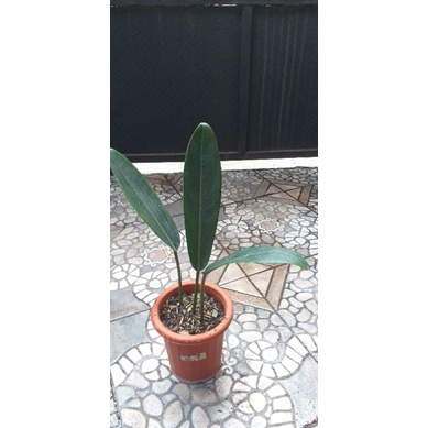 philodendron callosum