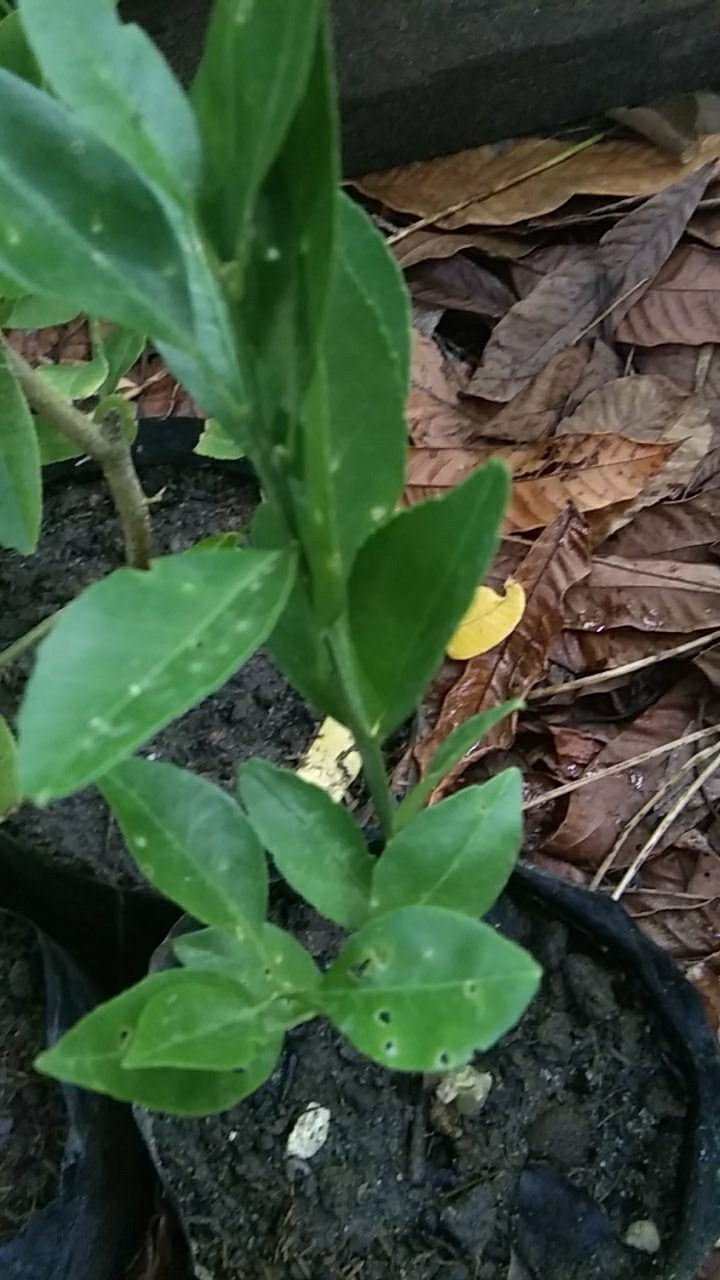 Bibit Lemon Tea Long