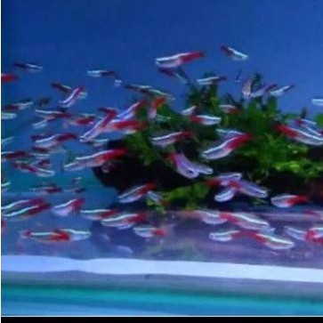 ikan neon tetra