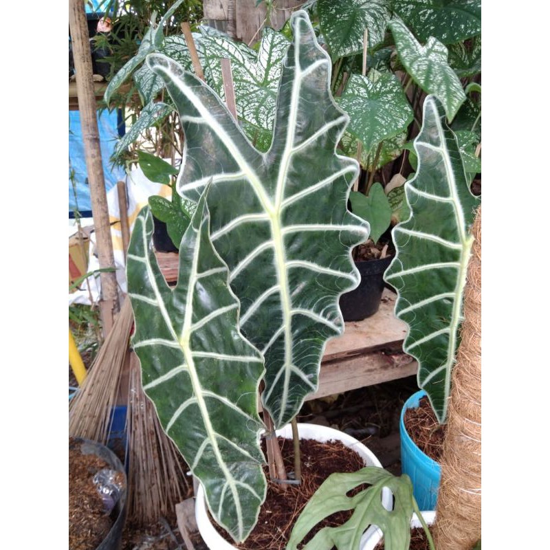 TANAMAN HIAS KELADI AMAZON BESAR