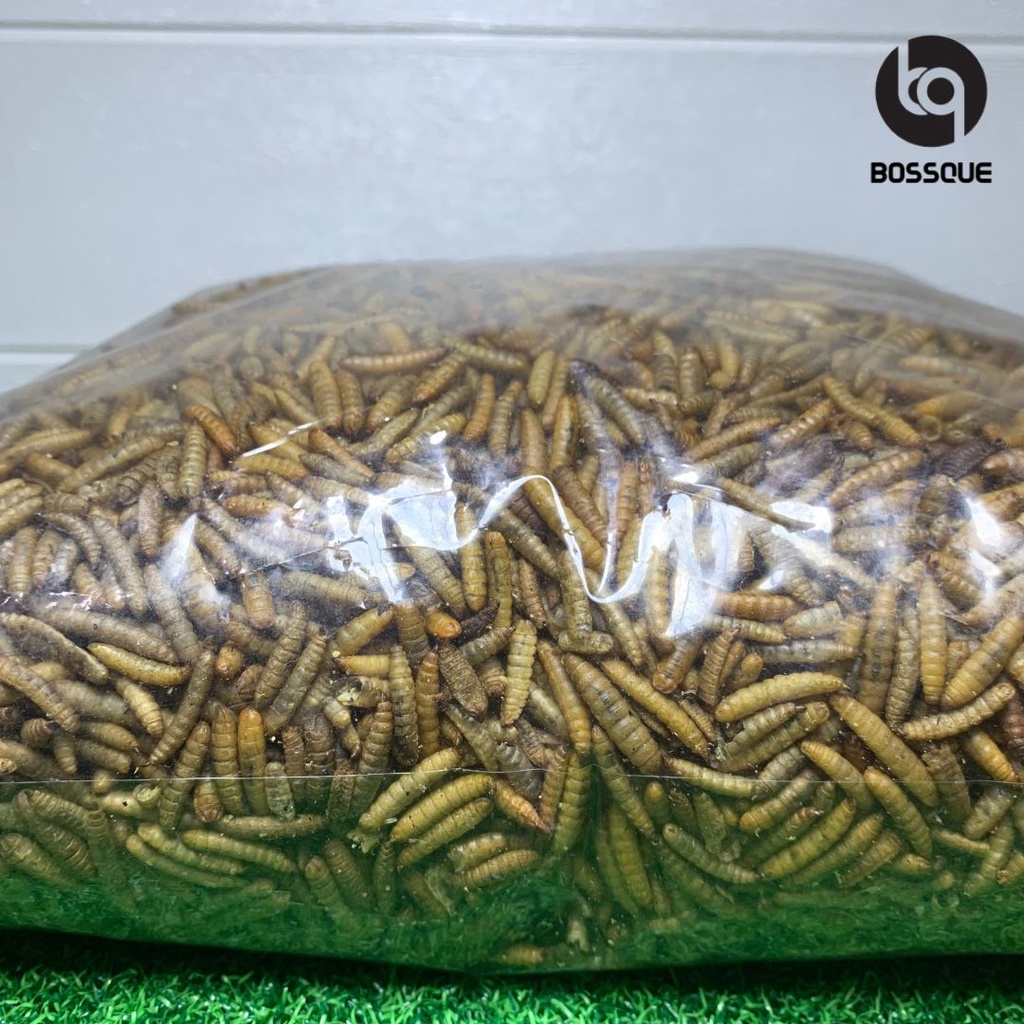 Maggot BSF Kering Magot Dry Maggot Pakan Ikan Terbaik Tidak Berminyak Kualitas Terbaik 1 Kg