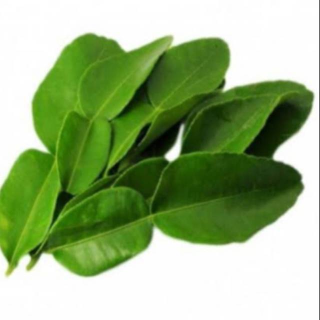 

Terlaris daun jeruk
