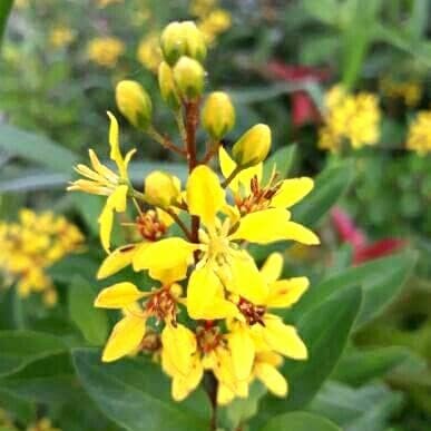 Tanaman bunga hujan emas - pohon bunga - hujan emas .