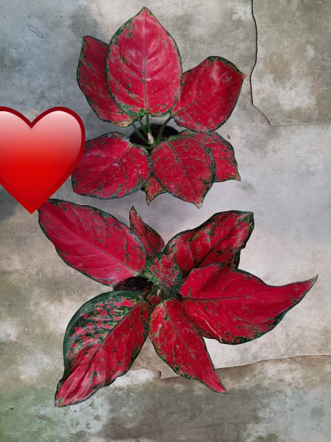 Tanaman Hias Aglonema Ruby Garuda
