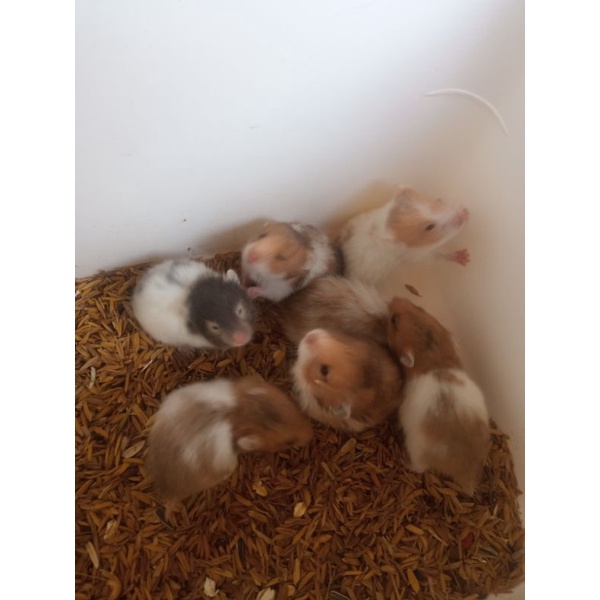 Hamster syrian sepasang