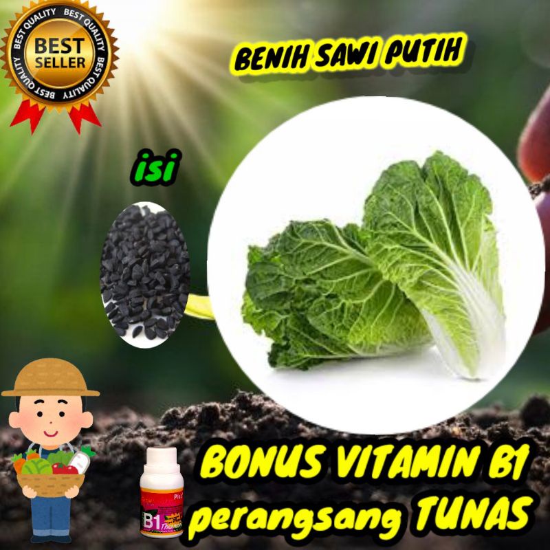 benih sawi putih