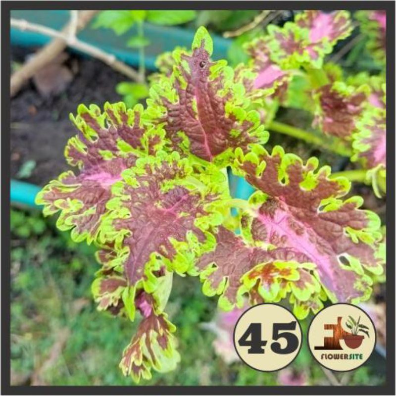 Bunga Miana Kembang Api