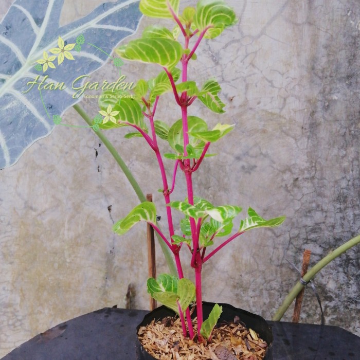 Tanaman Hias Krokot Bayam Batang Merah