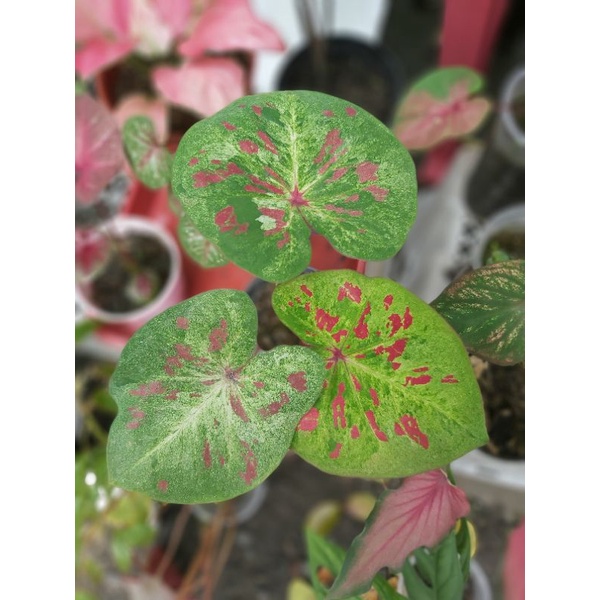 Keladi Caladium H02 Millioner