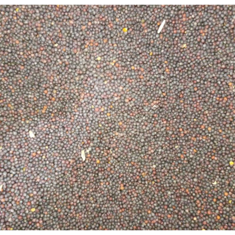 

biji sawi repack 1kg