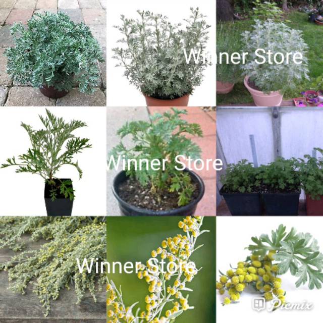10 Artemisia Absinthium Grand Wormwood Absinthe Mosquito Winner Store Bibit Biji Seed Seeds Benih Shopee Indonesia