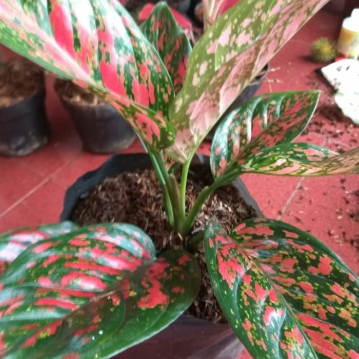 Tanaman Hias Aglonema Venus / Aglonema Venus