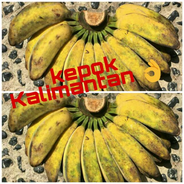 Pisang Kepok Kalimantan per sisir/lebih berat harga berbeda