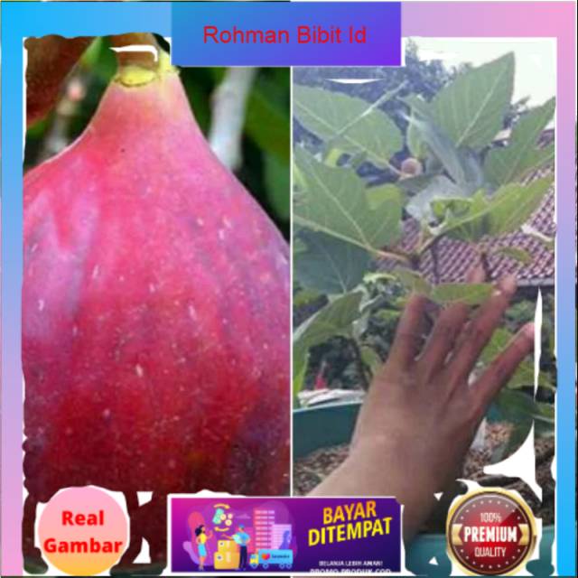 Bibit  buah tin merah