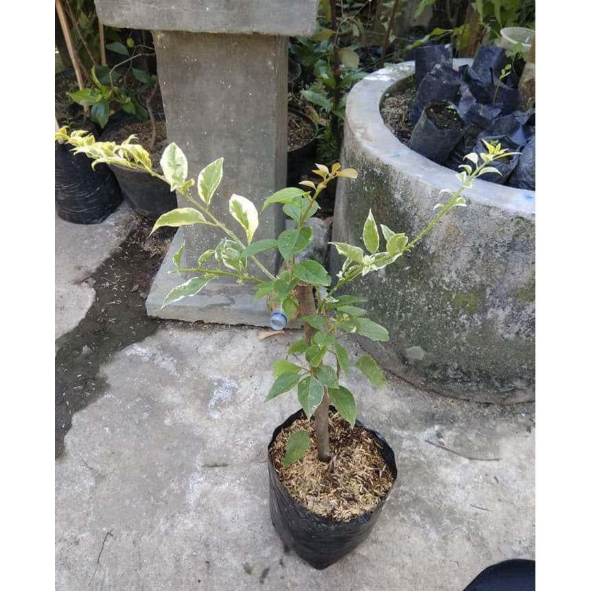 

Bibit Bunga Kertas 3 Warna Atau Bugenvil