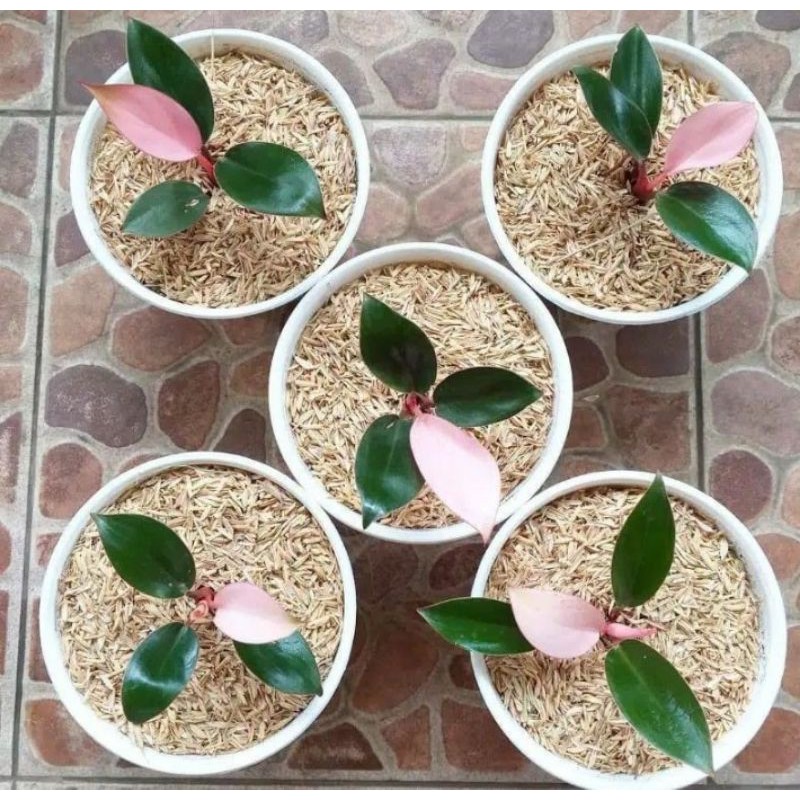 philo pink congo/pilo pink congo/bahan pink congo