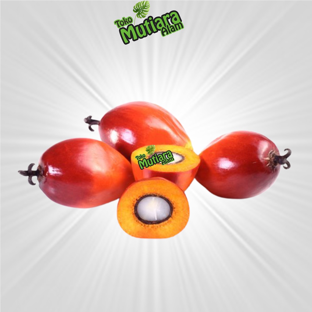 BIJI BIBIT PALEM MERAH mutiara alam