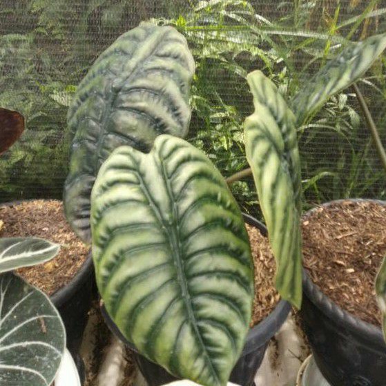 ALOCASIA CUPREA KELADI TENGKORAK