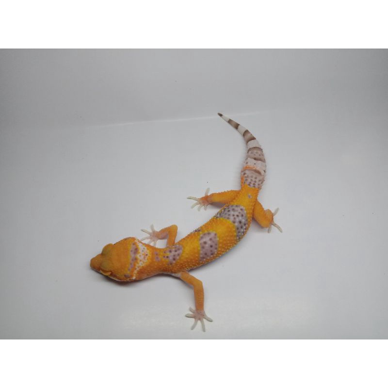 Mainan Leopard Gecko Bell Glow