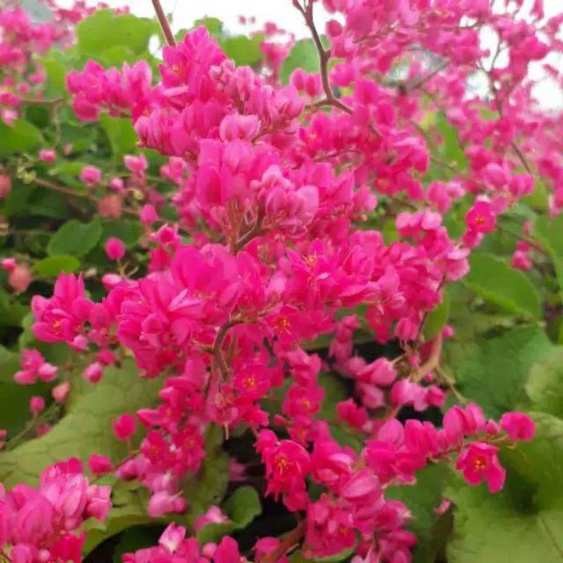 Bibit bunga Air Mata Pengantin(AMP)