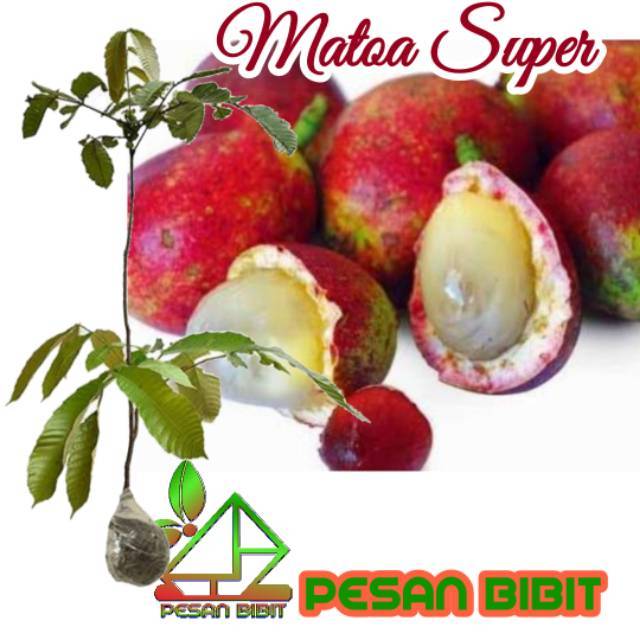 BIBIT MATOA SUPER