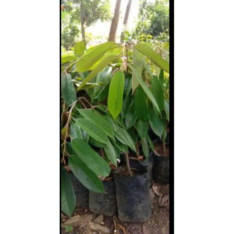 Bibit durian bawor [ Berkualitas Unggul]