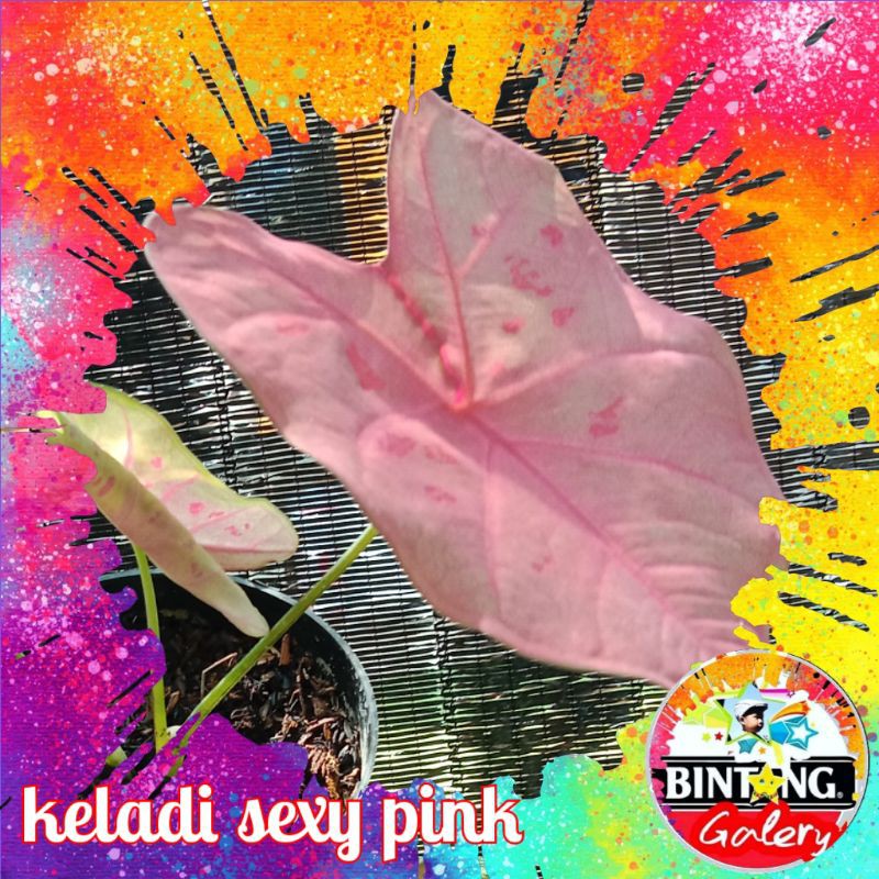 keladi sexy pink