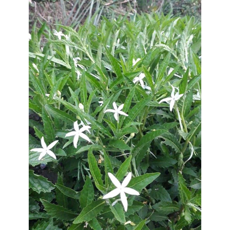 bibit kitolod/tetes mata