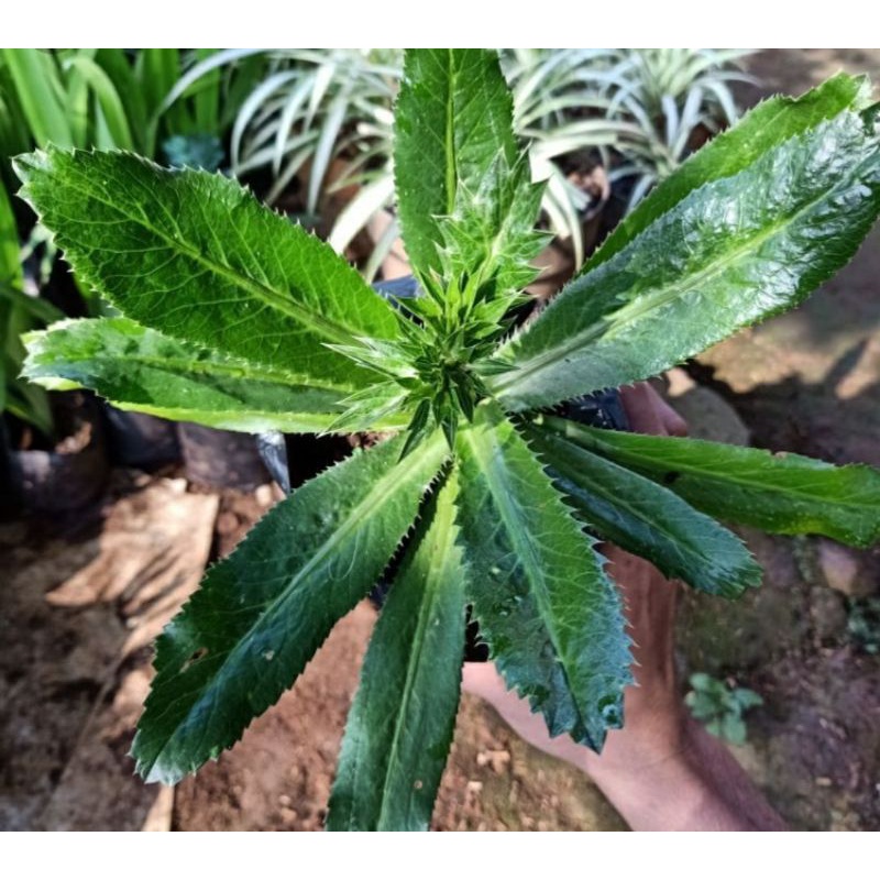 

bibit tanaman herbal walang sangitatau walang china 1kg