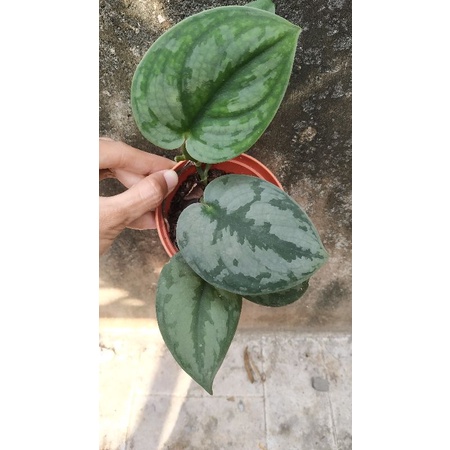 Scindapsus SP