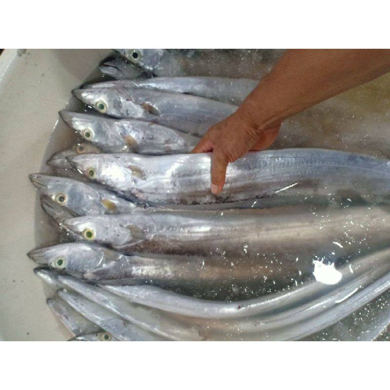 

ikan layur segar