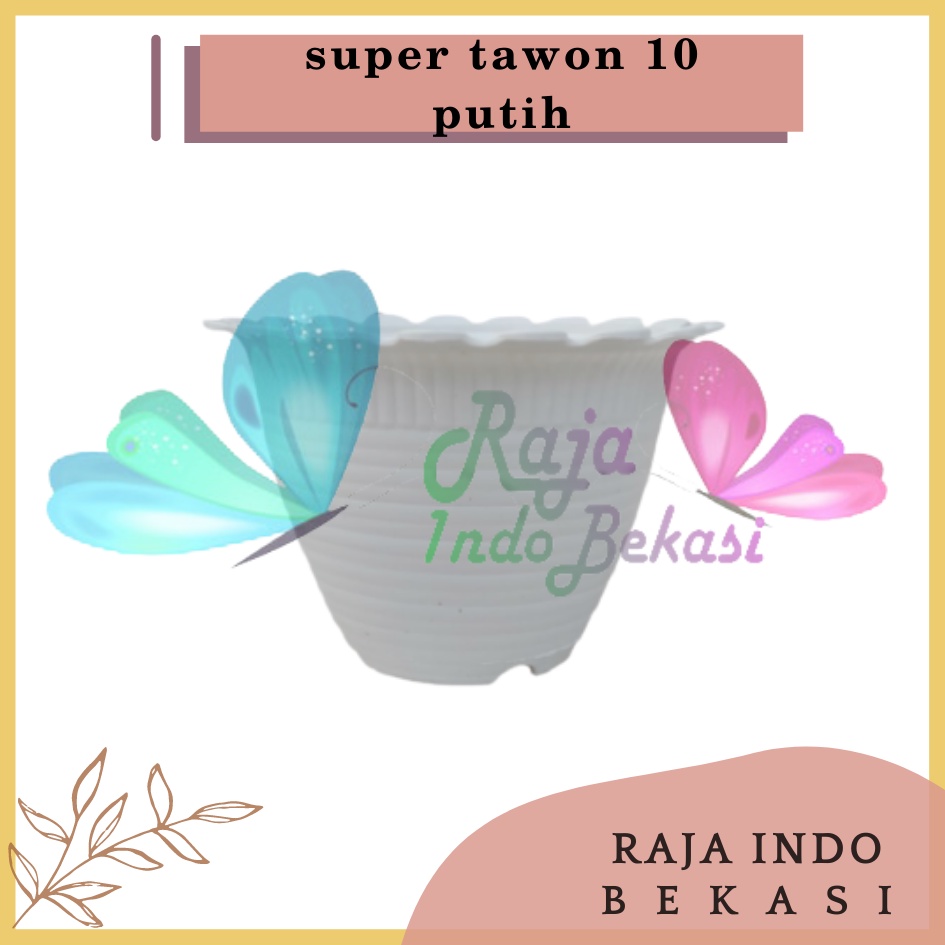 Pot Tawon Dahlia Super Tawon 10 Garden Of Love Pot Tawon Putih Pot Kaktus cactus Mini Minimalis Lucu Murah