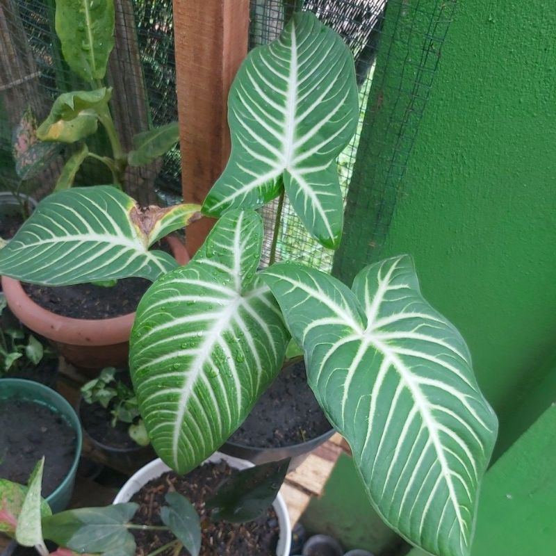 Alocasia Zebra, Xanthosoma, Lindeni