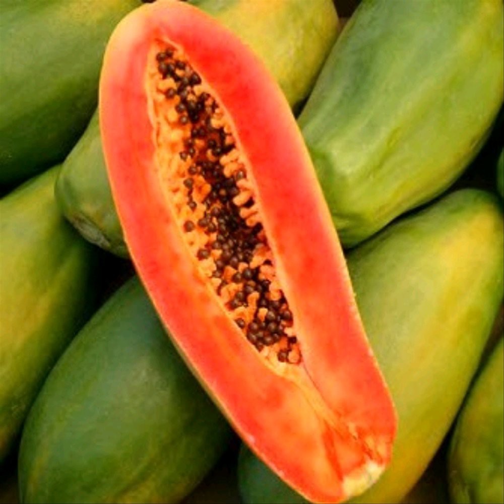 10 benih pepaya thailand