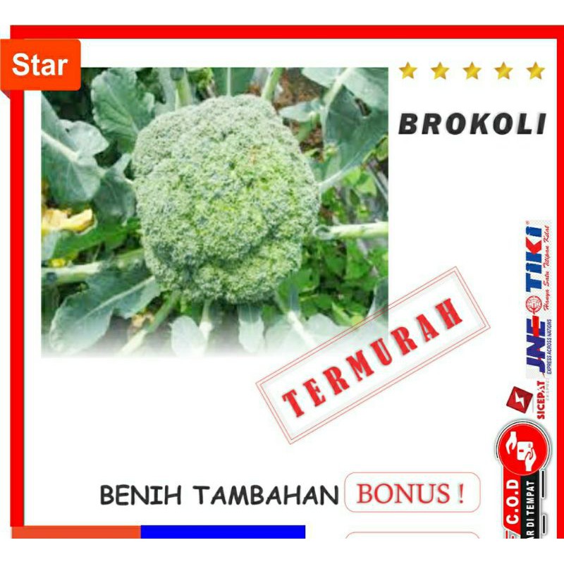 BENIH BROKOLI BIBIT SAYURAN UNGGUL