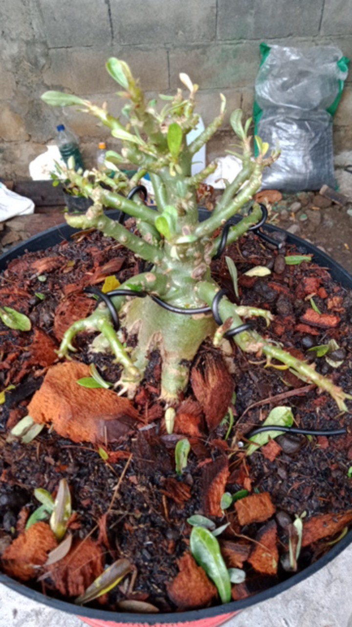 Adenium Thai Socco