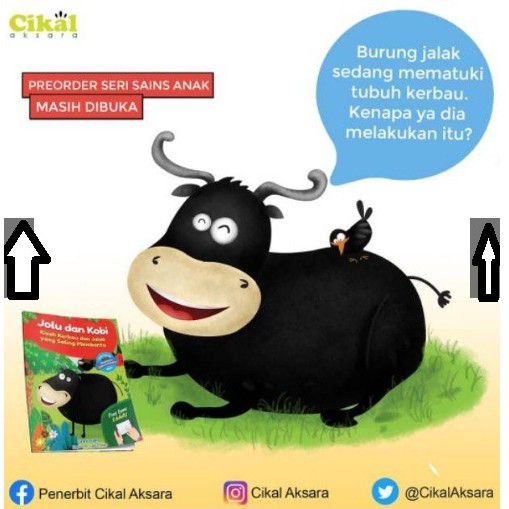 57+ Gambar Burung Jalak Kartun HD Terbaik