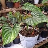 PHILODENDRON PLOWMANII ROUND FORM SILVER