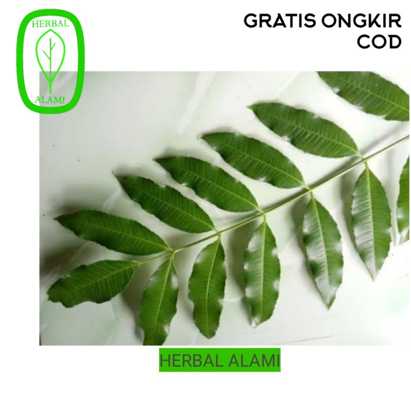

Daun Herbal Alami Kedondong Muda Terbaik Grade A Organik Fresh
